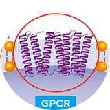 GPCR靶向藥物評價(jià)